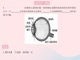 2023八年级物理上册第五章透镜及其应用第4节眼睛和眼镜作业课件新版新人教版