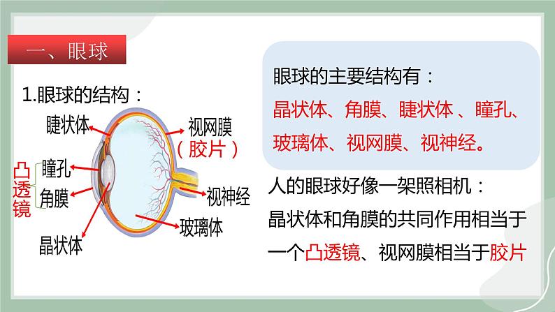 【精优课堂】4.6 神奇的眼睛（课件）2022-2023学年八年级物理上学期同步精品课堂（沪科版）03