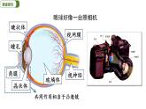 5.4 眼睛和眼镜 课件 2023-2024学年八年级物理人教版上册