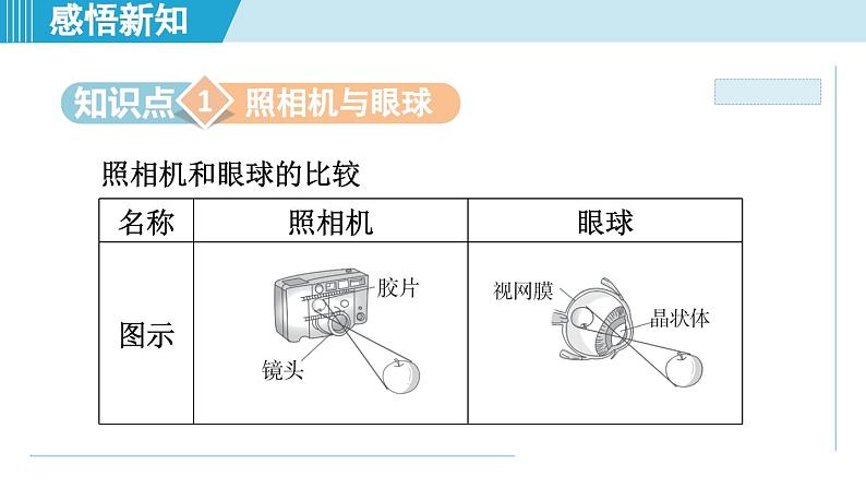 2023-2024学年苏科版物理八年级上册同步课件：4.4照相机与眼球 视力的矫正第2页