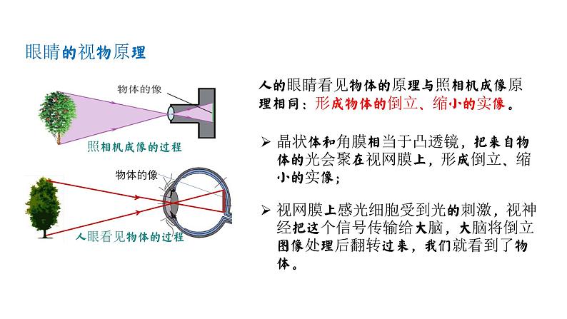 【精优课堂】第5.4课 眼睛和眼镜（课件）-2022-2023学年物理八年级上册同步备课（人教版）05