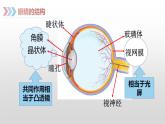 人教版八年级物理上册5.4 眼睛和眼镜 课件