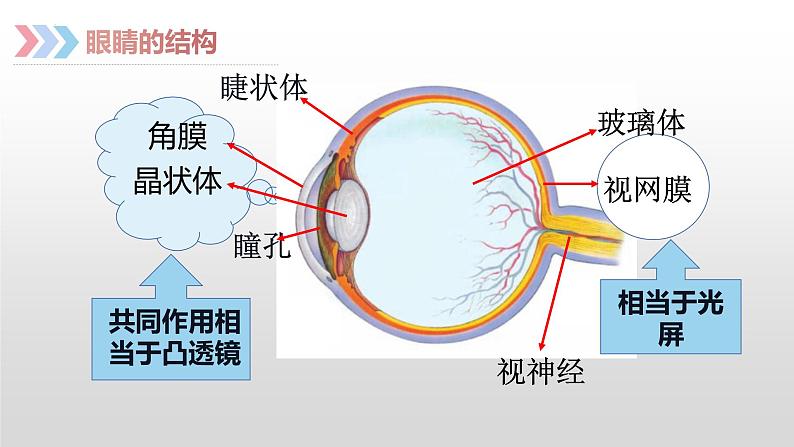 人教版八年级物理上册5.4 眼睛和眼镜 课件第5页