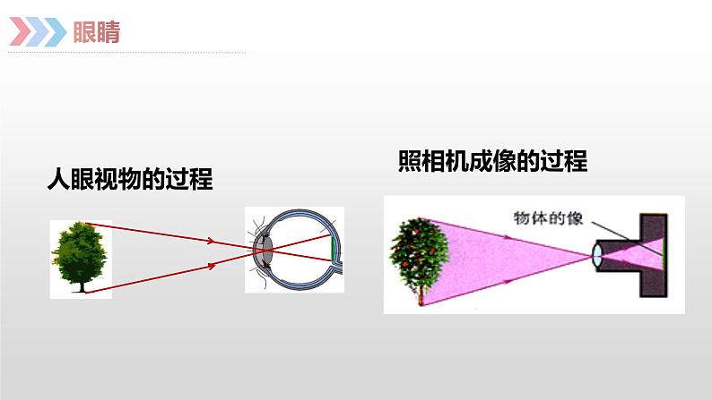 人教版八年级物理上册5.4 眼睛和眼镜 课件第7页