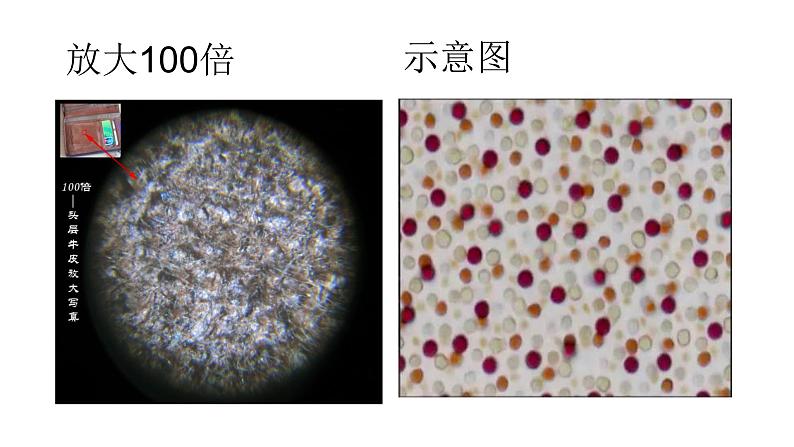 13.1《分子热运动》PPT课件6-九年级物理全一册【人教版】02