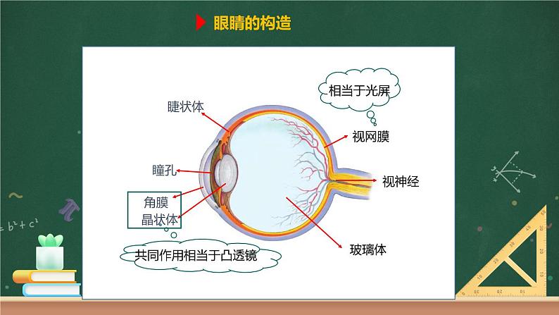 第六节 神奇的眼睛 课件04