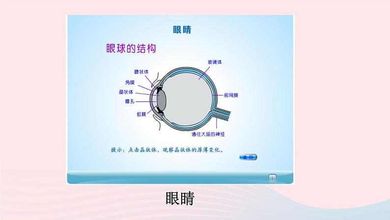 第四章多彩的光第六节神奇的眼睛第1课时眼睛和视力矫正课件（沪科版八年级上册）第4页