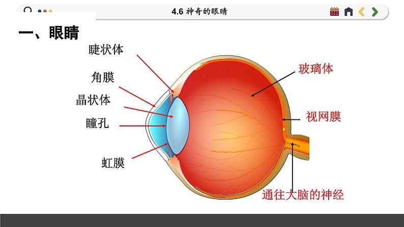 沪科版八年级物理全一册 第四章第六节  神奇的眼睛（第一课时）课件第7页