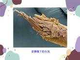 人教版物理八年级上册5.5显微镜和望远镜课件