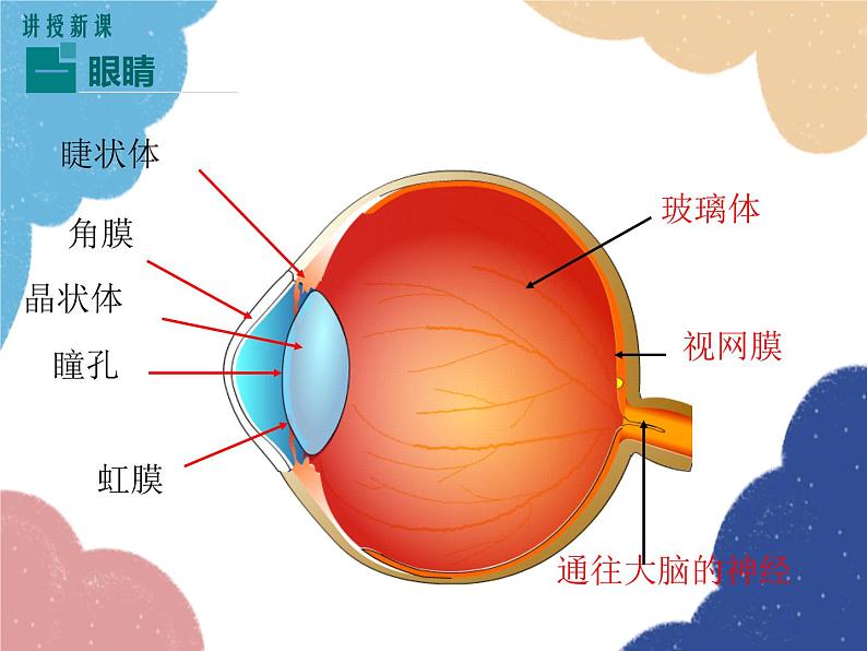 沪科版物理八年级上册 第四章第六节  神奇的眼睛（第一课时）课件第5页