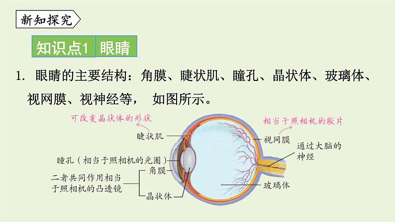 教科版八年级物理上册课件 4.6 神奇的眼睛第4页