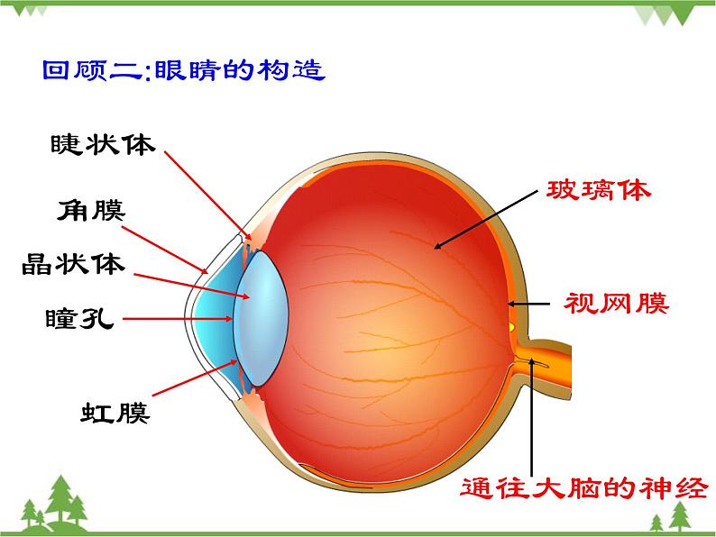 沪科版物理八年级上册 4.6神奇的眼睛课件第5页