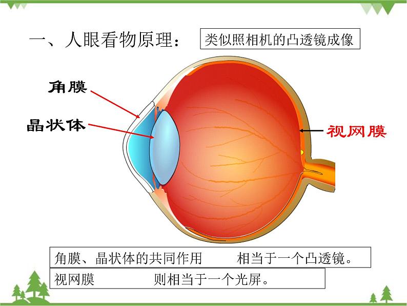 沪科版物理八年级上册 4.6神奇的眼睛课件第6页