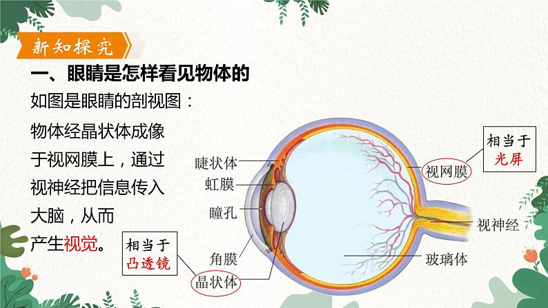 沪粤版物理八年级上册 3.7 眼睛与光学仪器课件04