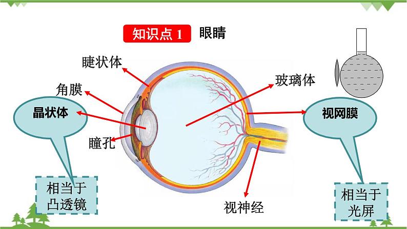 人教版物理八年级上册 第五章  第4节  眼睛和眼镜课件第5页