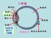 教科版物理八年级上册4.6神奇的眼睛课件