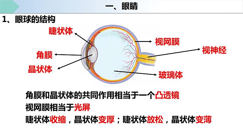 人教版八年级物理上册《5.4眼睛和眼镜》课件第3页