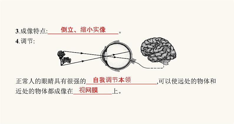 沪科版八年级物理第四章多彩的光第六节神奇的眼睛课件03