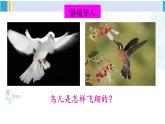 北师大版八年级物理下册 第八章 压强与浮力第七节 飞机为什么能上天（课件）