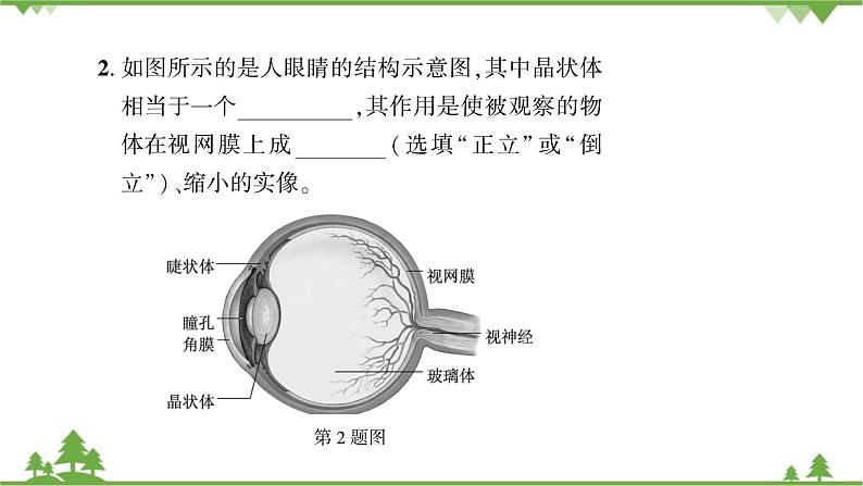 3.7第1课时眼睛是怎样看见物体的第4页