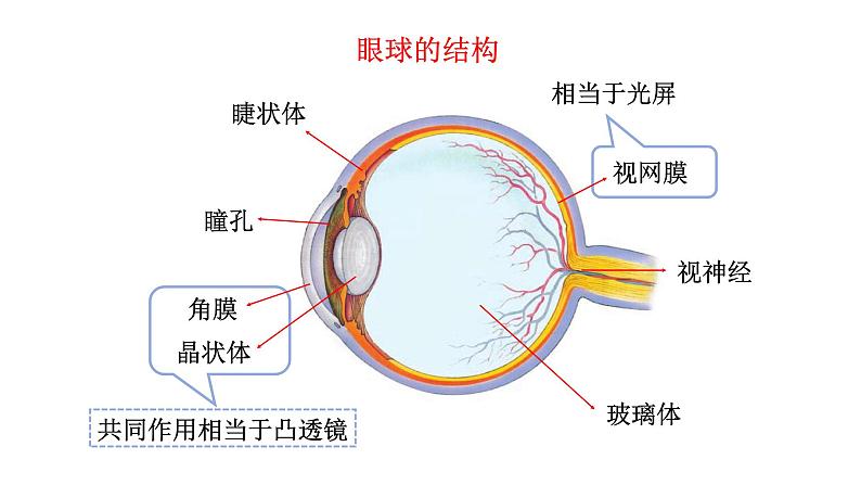 人教版物理八年级上册 第5章第4节  眼睛和眼镜课件06