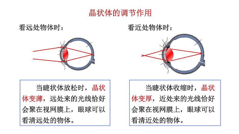 人教版物理八年级上册 第5章第4节  眼睛和眼镜课件08