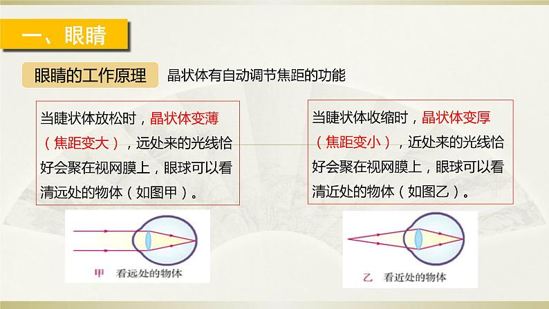 人教版物理八年级上册 4 眼睛和眼镜 课件05