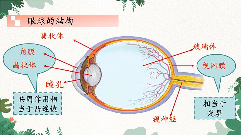 教科版物理八年级上册 第四章6.神奇的眼睛课件03