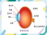 【核心素养目标】沪科版+初中物理 八年级全一册 3.6 神奇的眼睛 课件+教案+练习（含教学反思和答案）