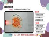 教科版物理八年级上册 第四章 6.神奇的眼睛课件