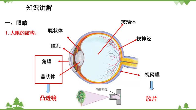 人教版物理八年级上册 第5章 第4节 眼睛和眼镜课件04