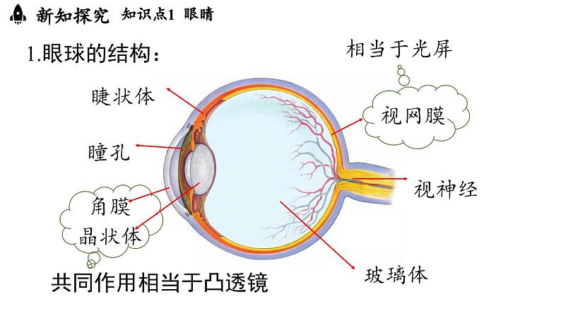 5.4眼睛和眼镜 课件--2024-2025学年人教版物理八年级上册04