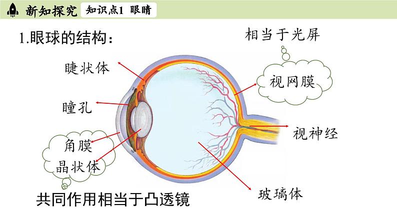 人教版八年级物理上册课件 5.4眼睛和眼镜04