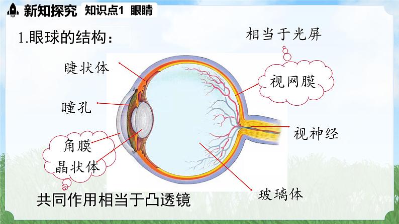 (2024)人教版物理八年级上册(5-4)眼睛和眼镜PPT课件04