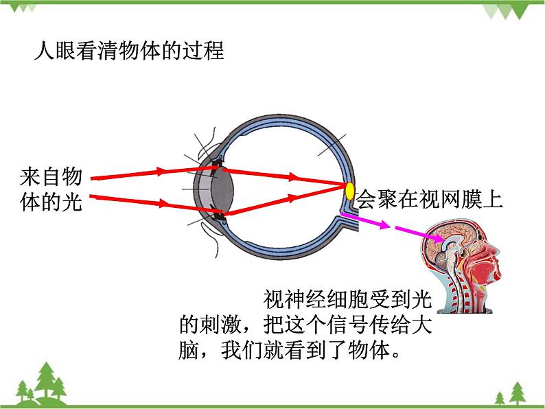 粤沪版物理八年级上册 3.7 眼睛与光学仪器2课件第4页