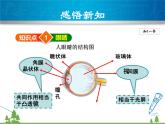 粤沪版物理八年级上册 3.7 眼睛与光学仪器3 第1课时 眼睛与眼镜课件