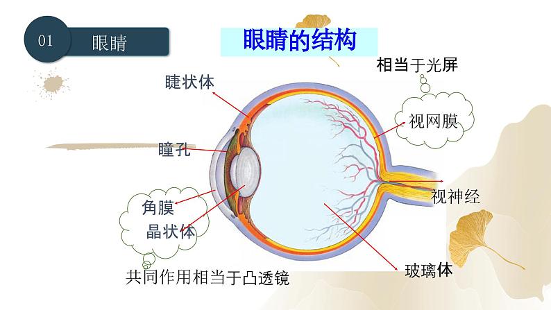 5.4眼睛和眼镜（课件）-2023-2024学年八年级物理上册同步精品课堂（人教版）05