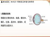 3.7眼睛与光学仪器 课件 --2024-2025学年 沪粤版（2024）物理八年级上册