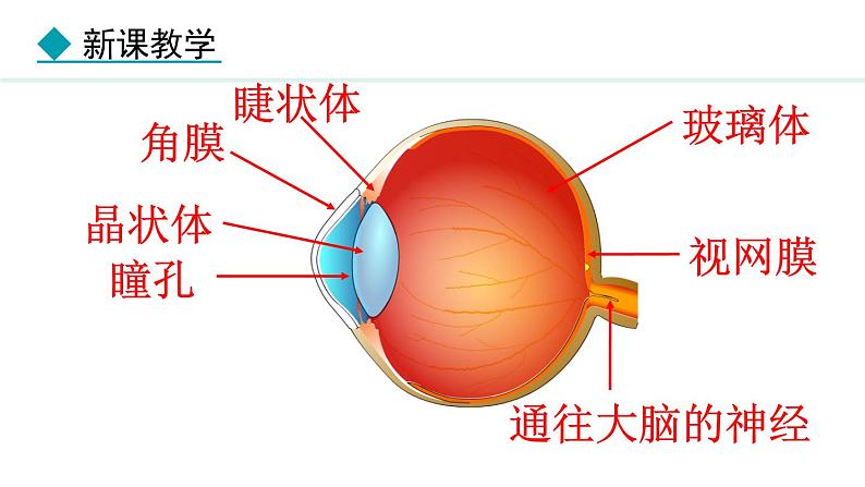 4.6 跨学科实践：眼睛 课件- 2024-2025学年教科版物理八年级上册第8页