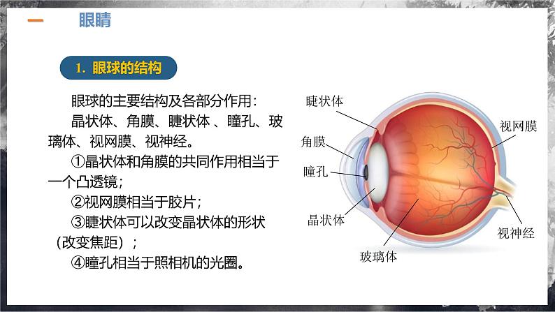 【人教版】八上物理 5.4 眼睛和眼镜（课件+教案+导学案+同步练习+内嵌视频）06