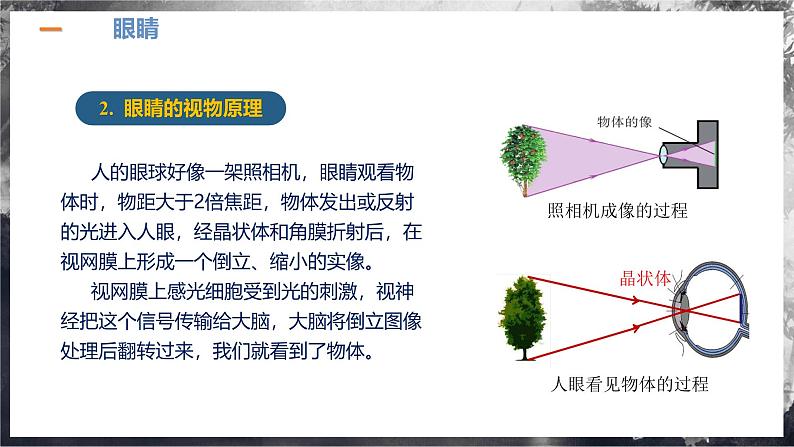 【人教版】八上物理 5.4 眼睛和眼镜（课件+教案+导学案+同步练习+内嵌视频）07