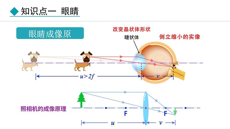 人教版（2024）八年级物理上册课件 5.4  眼睛和眼镜05