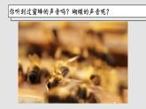 2.3 超声波与次声波 课件- 2024-2025学年物理沪科版八年级全一册
