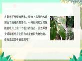 泸科物理八年级上册 第4章  实践 探究森林火情缘由 PPT课件