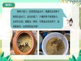 泸科物理八年级上册 第5章  第四节  测量：固体和液体的密度 PPT课件