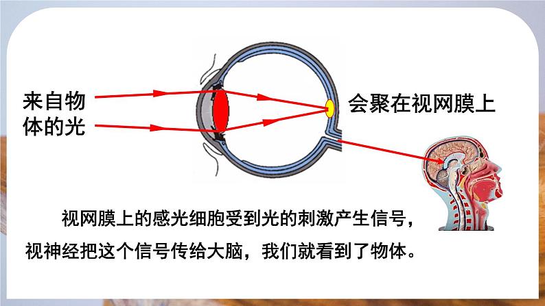 5.4 眼睛和眼镜-八年级物理上册同步精品课件（人教版2024）08