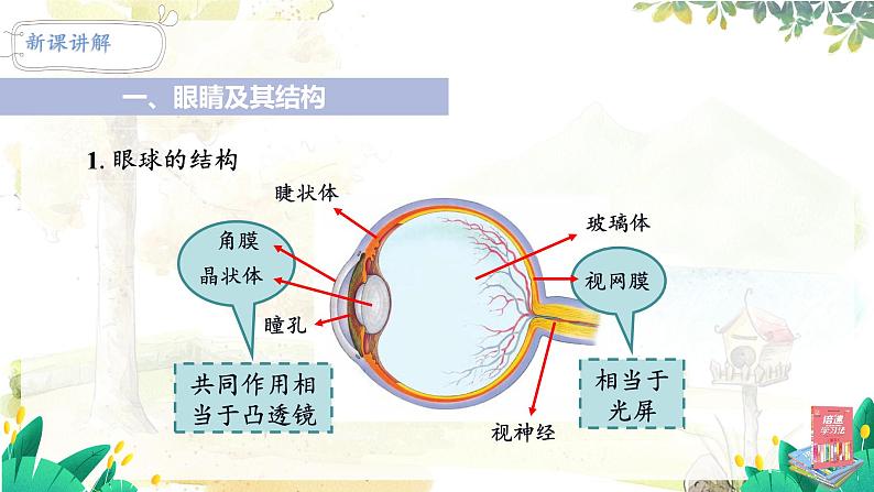 第4节 眼睛和眼镜第5页