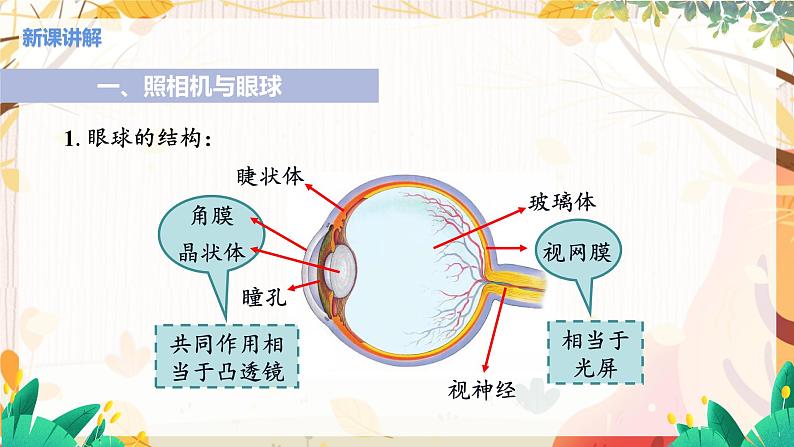 第4节  透镜的应用(课时1照相机与眼球 视力的矫正)第5页