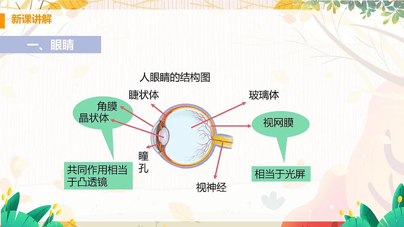 【粤沪2024版】八上物理 第3章 3.7 眼睛与光学仪器 PPT课件+教案+练习04