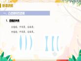 【人教2024版】八上物理 第5章 第1节   透镜 PPT课件+教案+练习